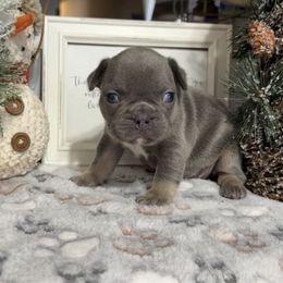 Evie - Liver female French Bulldog puppy in Warm Springs, Arkansas from Seven Hills Arkansas