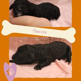 Goldendoodle Puppies from Daniel’s Doodles