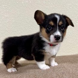 Cheeto - Black and white female American Corgi puppy in Omaha, Arkansas from DnD Corgis