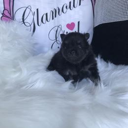 AKC CKC boy Knight - Black male Pomeranian puppy in Taylor, Texas from Regal Poms