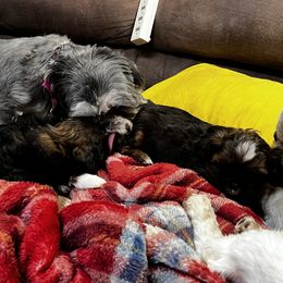 Shih Tzu Puppies from Meihem Pups