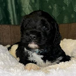 Blue collar boy - Black and chalk male Australian Labradoodle puppy in Fairfield, California from Twin Sisters Doodles