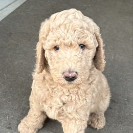 Terry - Cream male Goldendoodle puppy in Indiana, Pennsylvania from Kathy's Doodles