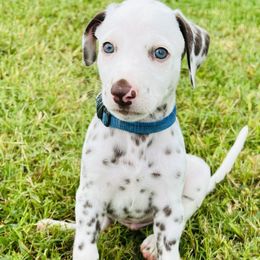 Rookie - White and liver brown Dalmatian puppy in Mt. Vernon, Texas from Double B