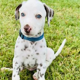 Rookie - White and liver brown Dalmatian puppy in Mt. Vernon, Texas from Double B