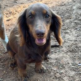 Dachshunds from TM7 Dachshund's