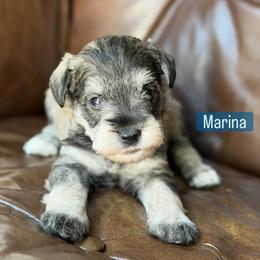 Marina - Salt and pepper female Miniature Schnauzer puppy in Akron, Ohio from Green Family Companion Kennel, LLC