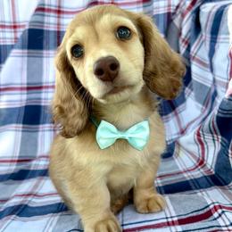 Scrabble - Cream male Dachshund puppy in Michigan from Hidden Haven Dachshunds