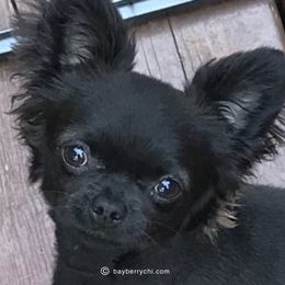 Simon - Chihuahua