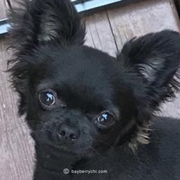 Simon - Chihuahua