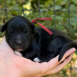 Wednesday - Black and white female Aussiedoodle puppy in Mulino, Oregon from Korbella Farm