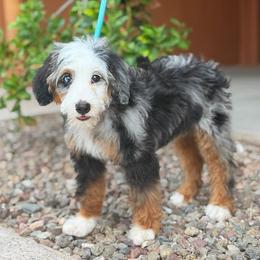 Nova - Blue merle female Bernedoodle puppy in Wickenburg, Arizona from Houskerville Doodles