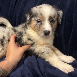 Australian Shepherd, Miniature American Shepherd, and Miniature Australian Shepherd Puppies from Coast to coast Aussies