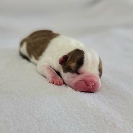 Boston Terrier Puppies from White Valley Boston Terriers
