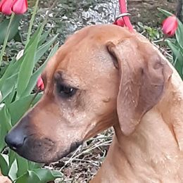 Rhodesian Ridgebacks from TerraCotta Kennels