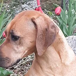 Rhodesian Ridgebacks from TerraCotta Kennels