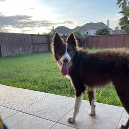 Border Collie Puppies from Ferguson Border Collies