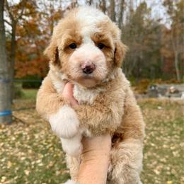 Tansy - Yellow and white female Bernedoodle puppy in Midland, Michigan from Northern Charm Farm