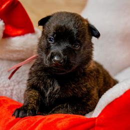 Rose - BREEDER HOLD - Gold brindle female Dutch Shepherd puppy in Auburn, Georgia from Faberge Hollandse Herdershond