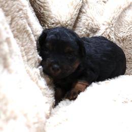 Girl 2 - Red phantom female Aussiedoodle puppy in Central Islip, New York from Fifth Avenue Australian Shepherds