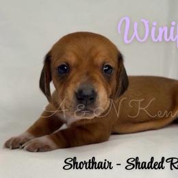 Winifred - Red female Dachshund puppy in Brandon, Mississippi from A & N Kennel’s Mini Dachshunds