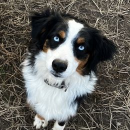 Roxy - Miniature Australian Shepherd
