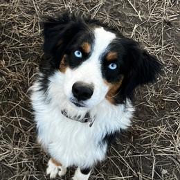 Roxy - Miniature Australian Shepherd