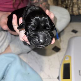 Boy 2 - Great Dane puppy in Ohio from Loyal-Loves Great Danes