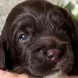 Sicily - Brown and white Cockapoo puppy in Arizona from Copper State Cockapoos