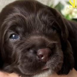 Sicily - Brown and white Cockapoo puppy in Arizona from Copper State Cockapoos