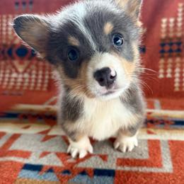 Leo - Blue male Pembroke Welsh Corgi puppy in Okeechobee, Florida from HotShot Kennels
