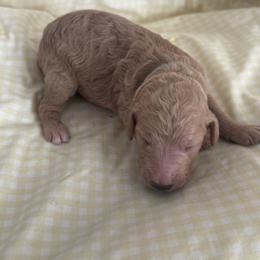ROSITA - Apricot female Poodle puppy in Thornton, Colorado from Shandy Poodle