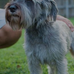Miniature Schnauzers from Familia Gomez