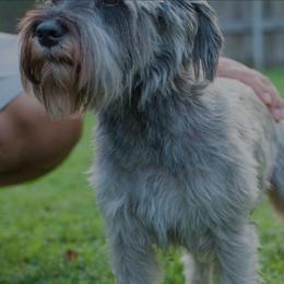 Miniature Schnauzers from Familia Gomez
