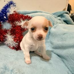 Pearl AKC - White female Chihuahua puppy in Seneca, Missouri from Stephanie’s Puppy Colony