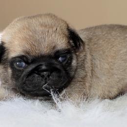 Ranger - Fawn male Pug puppy in Winnsboro, Texas from Southern pugs