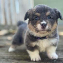 Capri (purple) fluffy - Blue female Pembroke Welsh Corgi puppy in East Oakdale, California from Rhettro Kennels