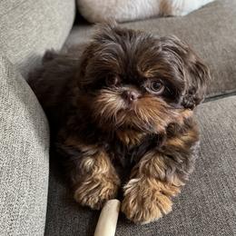 Dachshund and Shih Tzu Puppies from Anna’s Farmhouse Shihtzus
