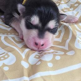 Yellow - Seal and white female Alaskan Malamute puppy in Independence, Virginia from New River Valley Malamutes