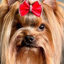 Legend - Yorkshire Terrier