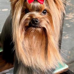 Legend - Yorkshire Terrier