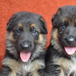 German Shepherd Puppies from VST German Shepherds
