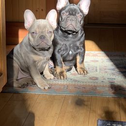 French Bulldog Puppies from Lost Coast French Bulldogs