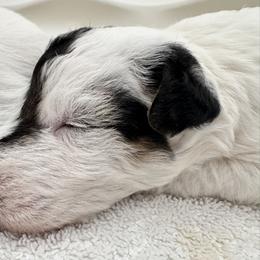 Lenny - White black and tan male Wire Fox Terrier puppy in Oak Ridge, North Carolina from Rick's Wire Fox Terriers