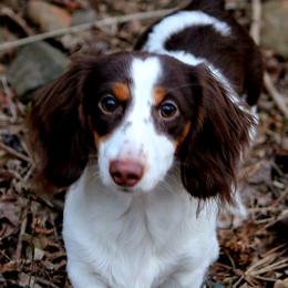 Moose - Dachshund
