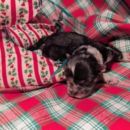 Tinsel - Blue merle female Pomeranian puppy in Comer, Georgia from HillTop Pomeranians ✨