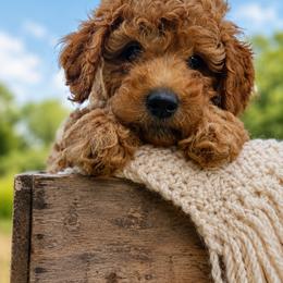 Green Collar Boy - Apricot male Irish Doodle puppy in Madison, Wisconsin from Morningside Doodles