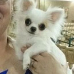 Devlin - Chihuahua