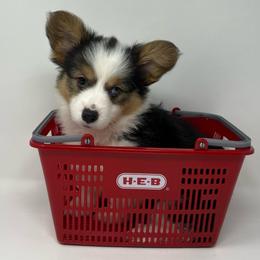 Millie - Black and tan female Pembroke Welsh Corgi puppy in Waco, Texas from The Comma Corgis