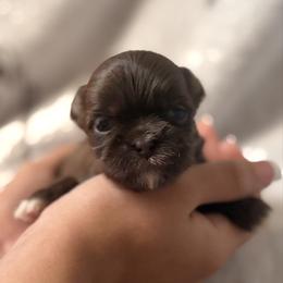 Lincoln - Chocolate and tan male Shih Tzu puppy in Las Vegas, Nevada from Vegas Shih Tzus